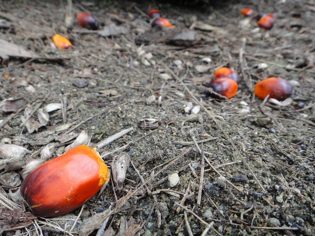 Oil Palm Fruit