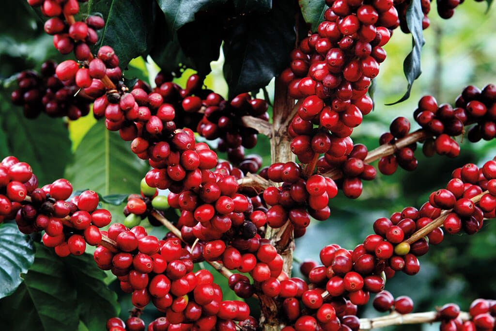 Coffee berries