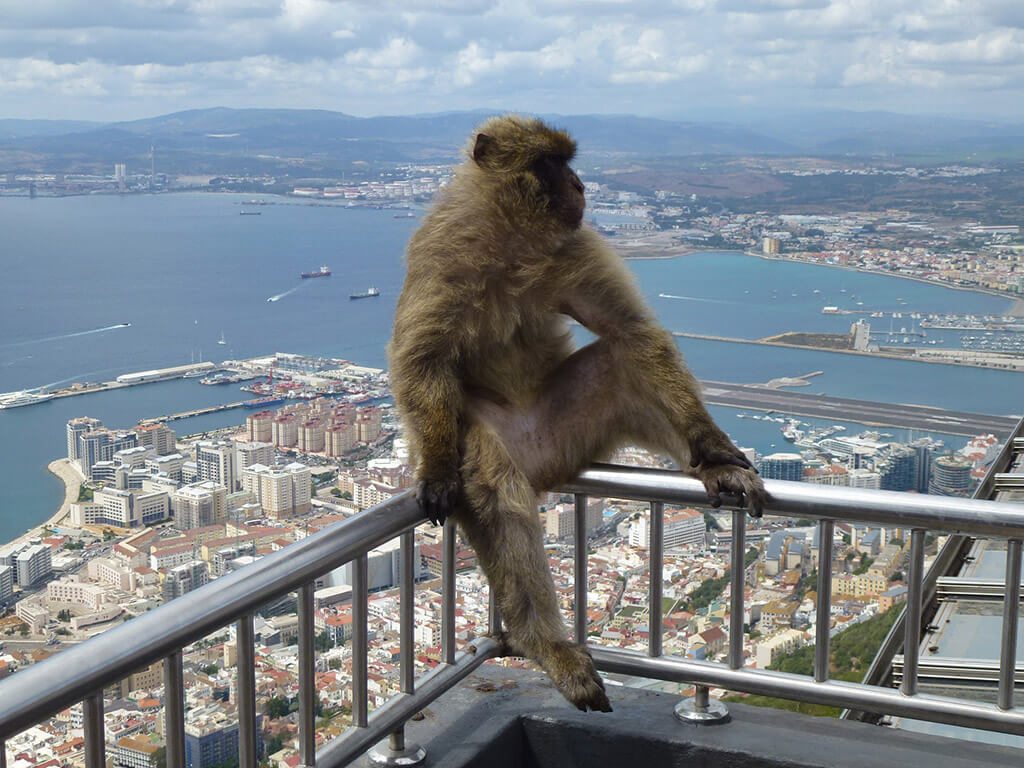 Gibraltar Ape