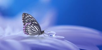 Butterfly and water droplet