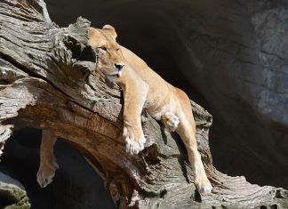 Lazy lion lying on a branch
