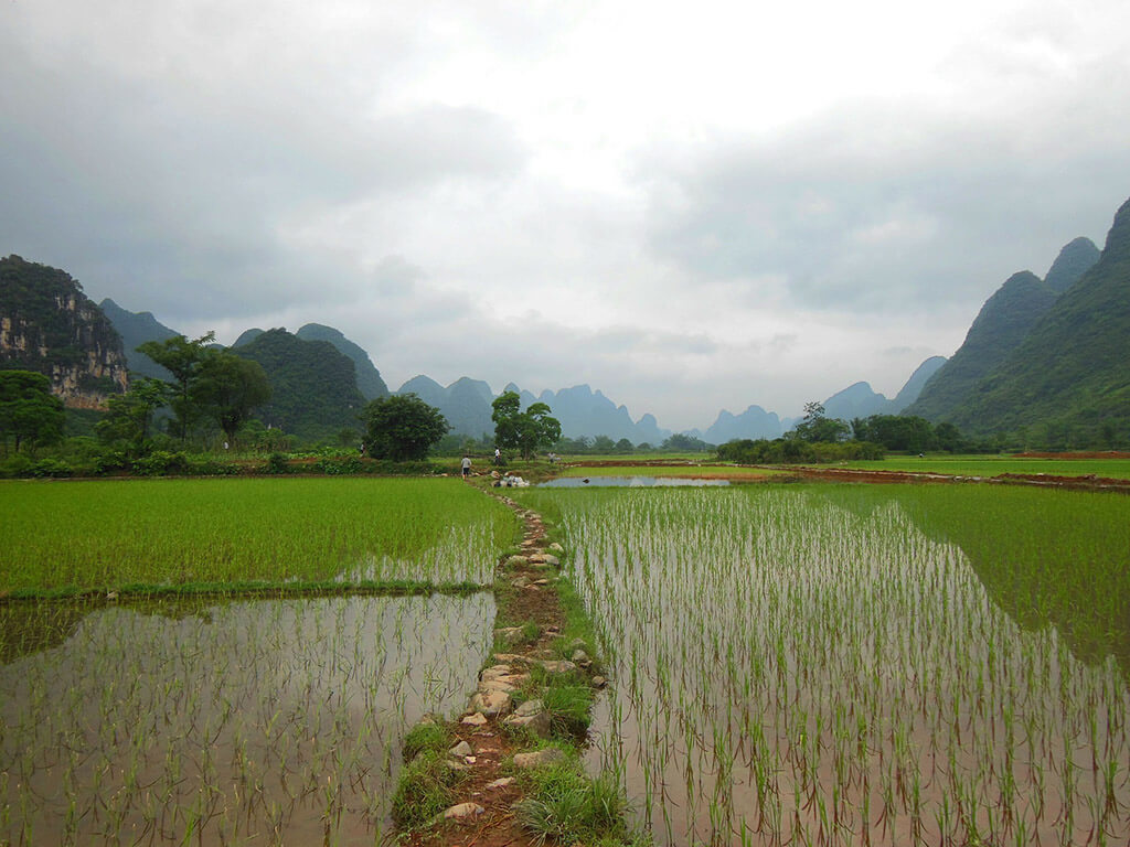 China Rice Field