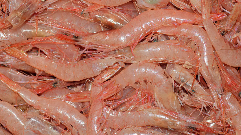 Shrimp