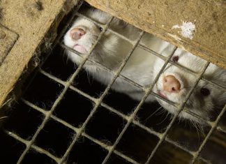 Farmed mink in cage