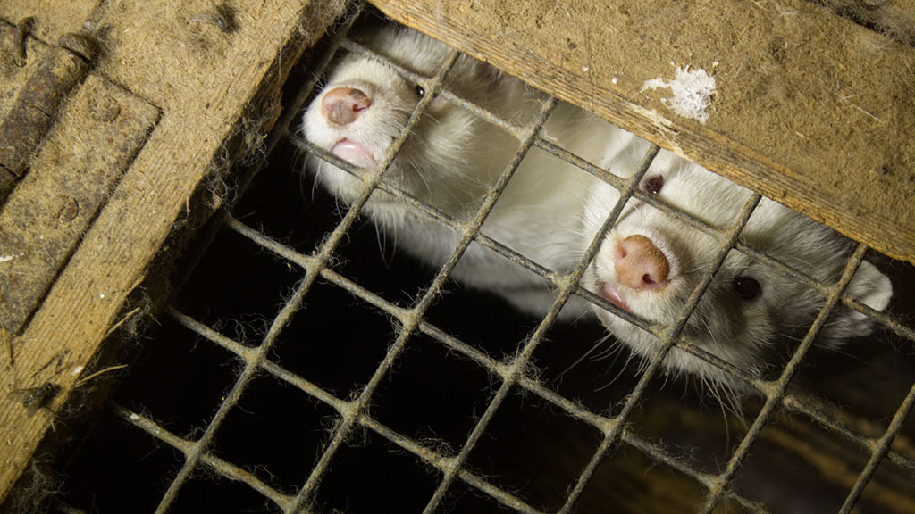 Farmed mink in cage