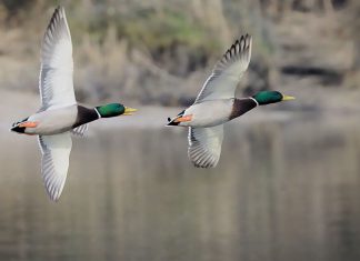 two mallards in flight over water