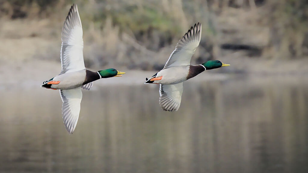 two mallards in flight over water