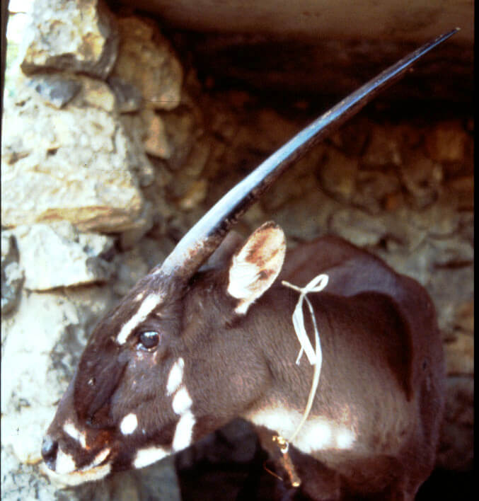 Saola, Asian Unicorn