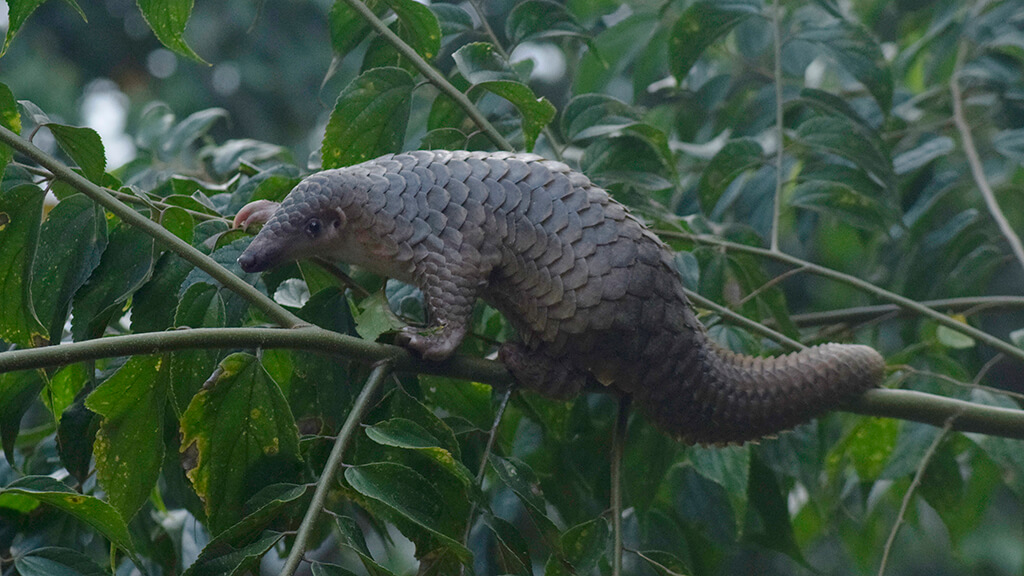 Sunda Pangolin