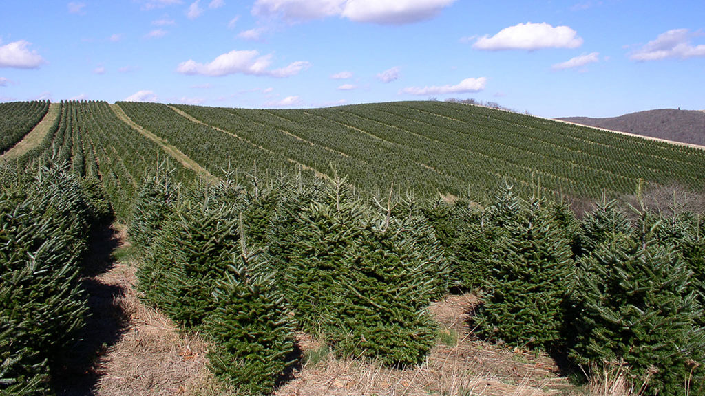 Christmas Tree Plantation