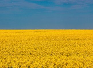 Ukraine sunflowers field - Ukraine flag