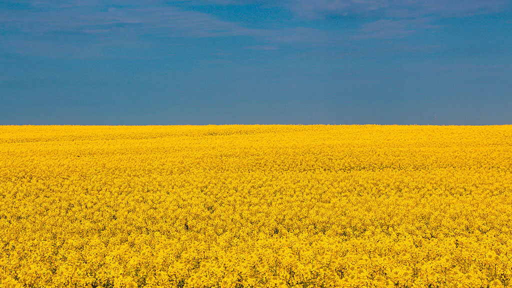 Ukraine sunflowers field - Ukraine flag