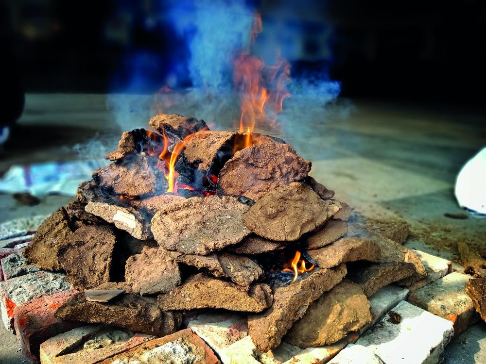 Animal dung used as fuel