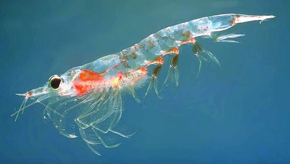 krill