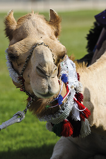 UAE racing camel close-up