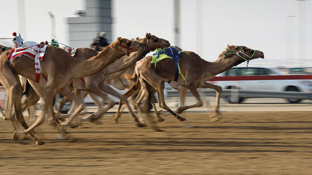 Camel racing with robot jockeys