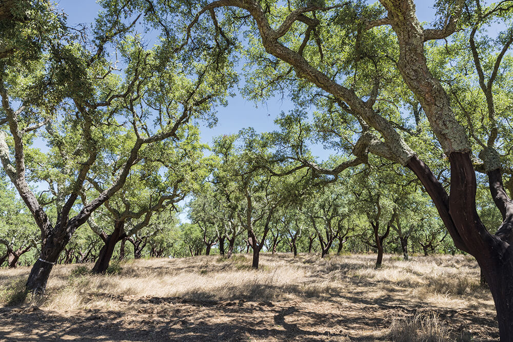 Cork grove