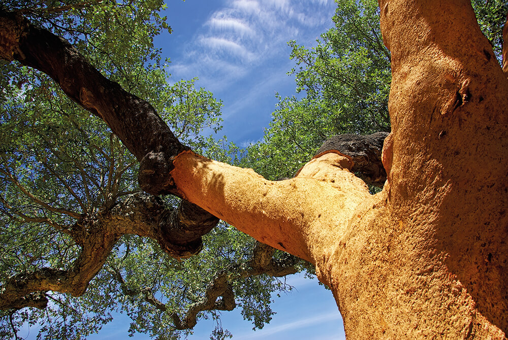 Cork tree after harvest