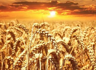 Wheat, sunset. Sustainable farming illustration