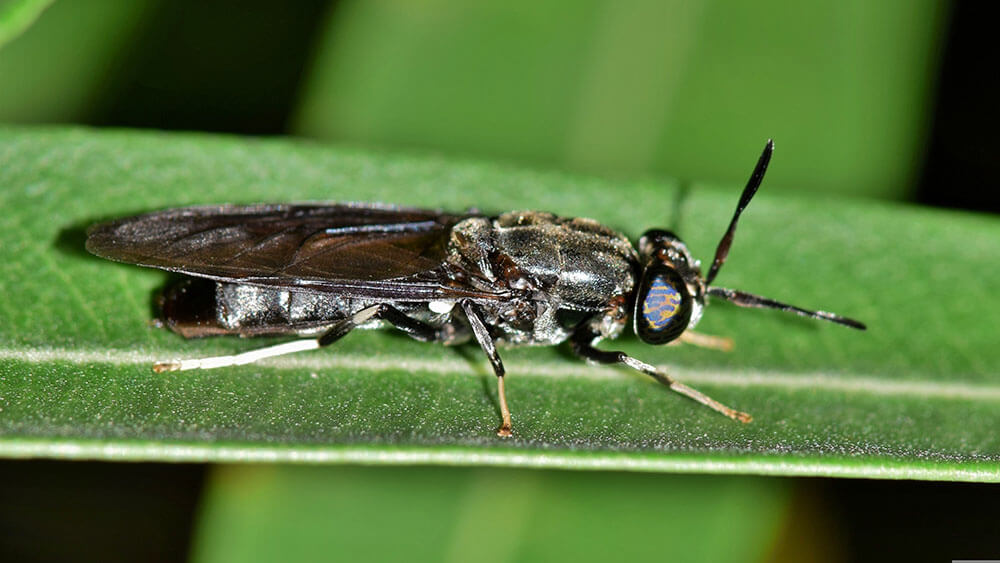 Black Soldier Fly